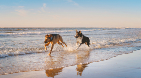 Playas con perros en Alicante